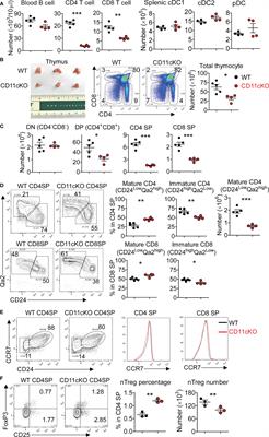 Frontiers | CD11c Regulates Late-stage T Cell Development In The Thymus